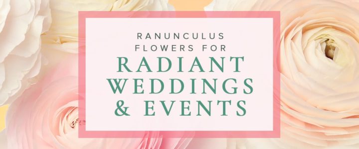 Why You Should Include Ranunculus in Your Wedding Flowers Elegant-RadiantRanunculus-blog
