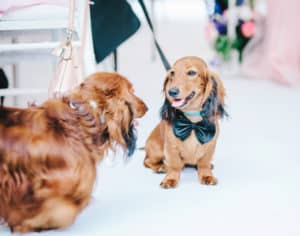 Two dogs with black bow ties walking down wedding aisle