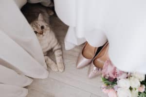 Cat sitting under wedding gown near shoes and flowers