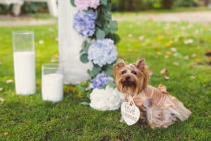 Small dog dressed near wedding ceremony arch