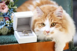 Fluffy cat with wedding rings