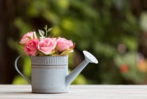 Pink roses in rustic watering can