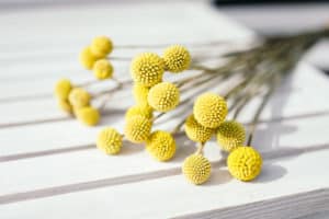 Billy buttons on white wooden background. Close up. Selective focus.