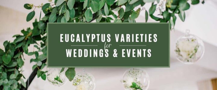 Lifestyle-EucalyptusVarieties-blog