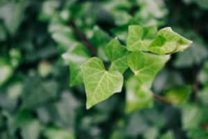 A wall of common ivy. Usable as a background or texture. Also known as european ivy, english ivy or ivy.