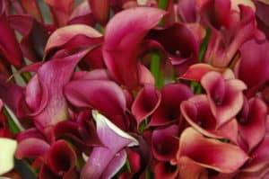 Viva magenta calla lilies
