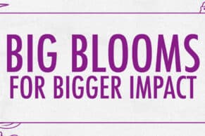 Big Blooms for Bigger Impact